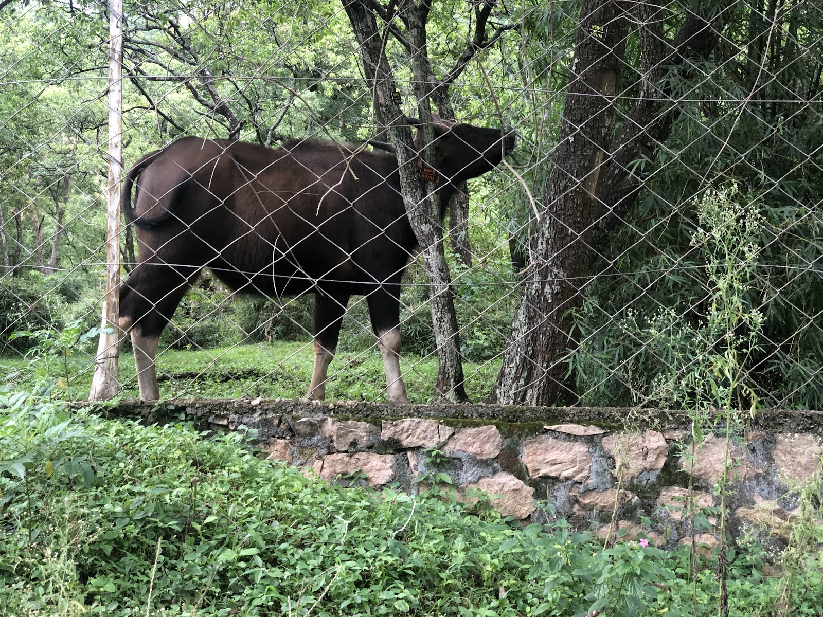 Marayoor Sandalwood Forest