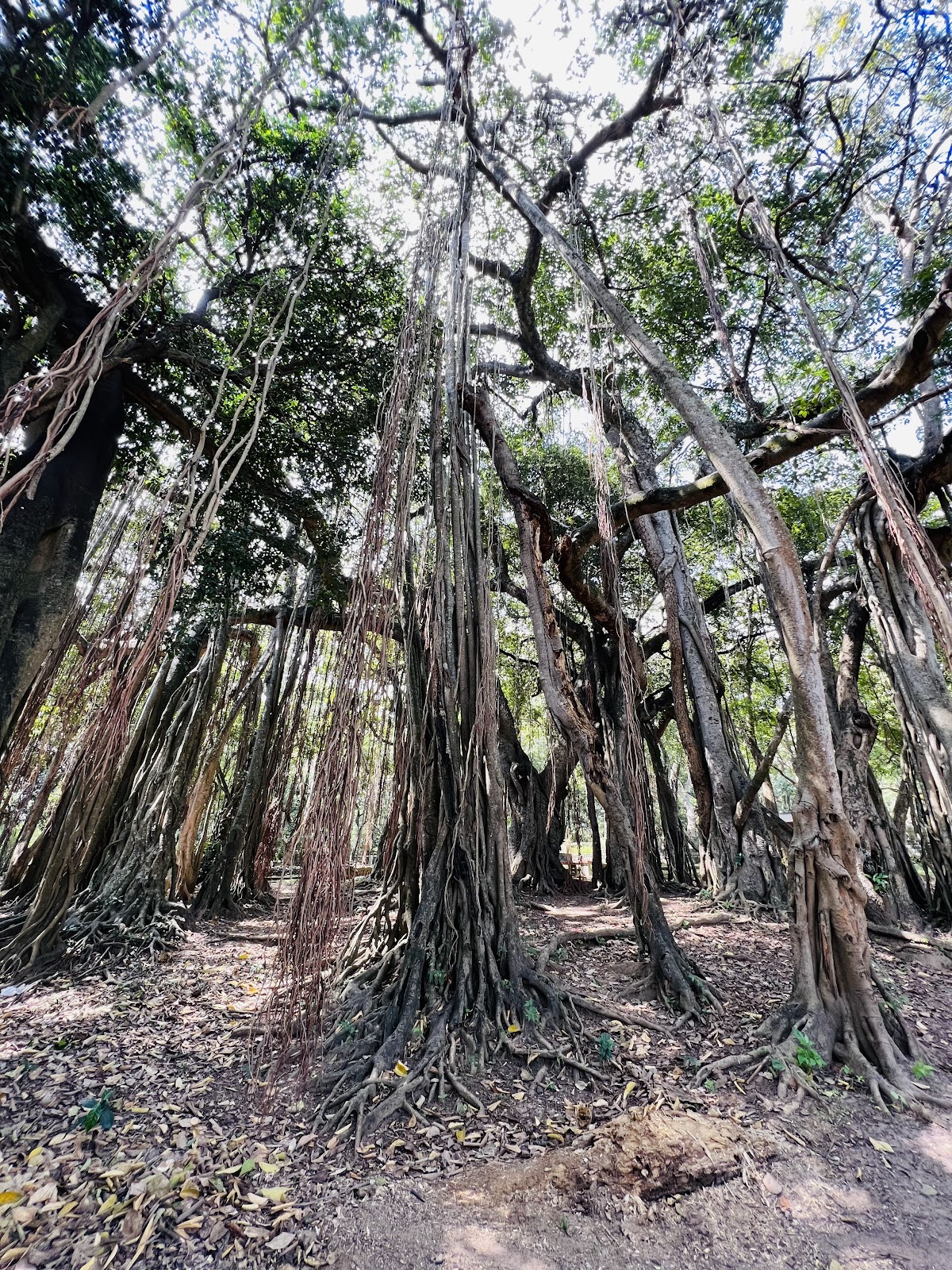 Marayoor Sandalwood Forest