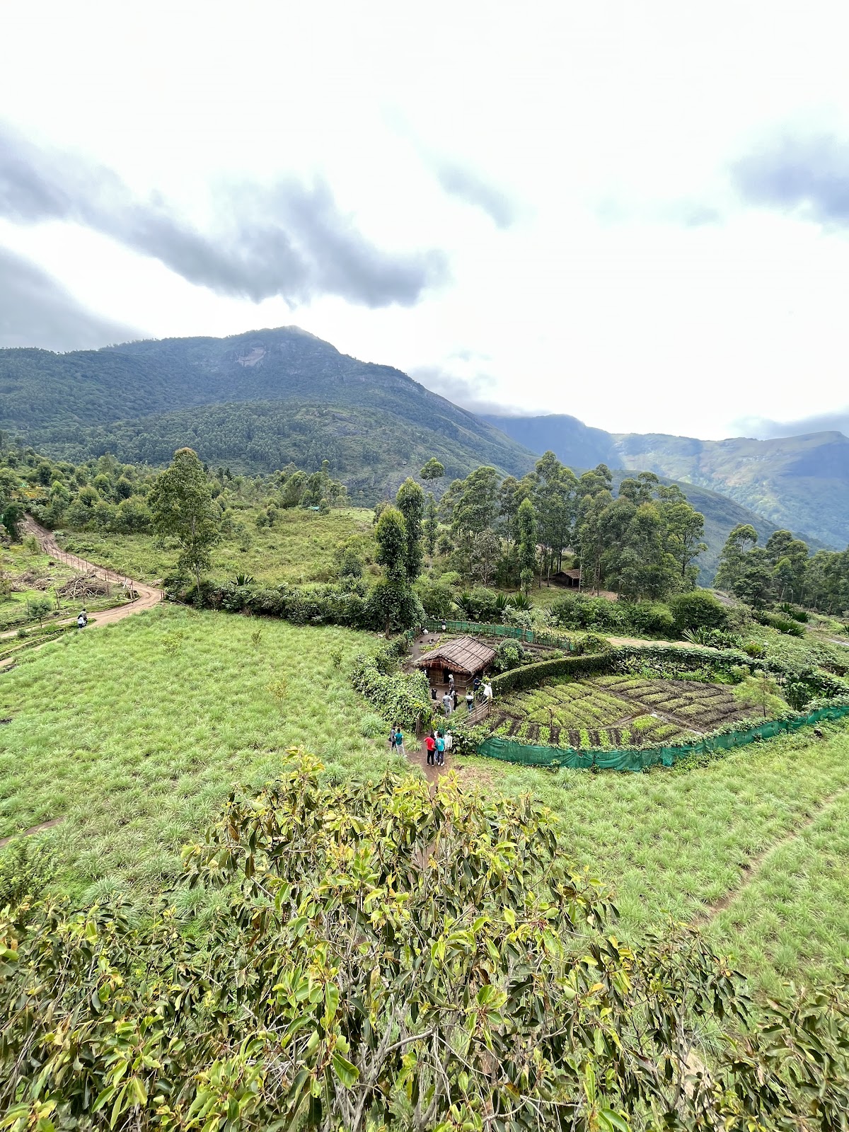 Marayoor Sandalwood Forest