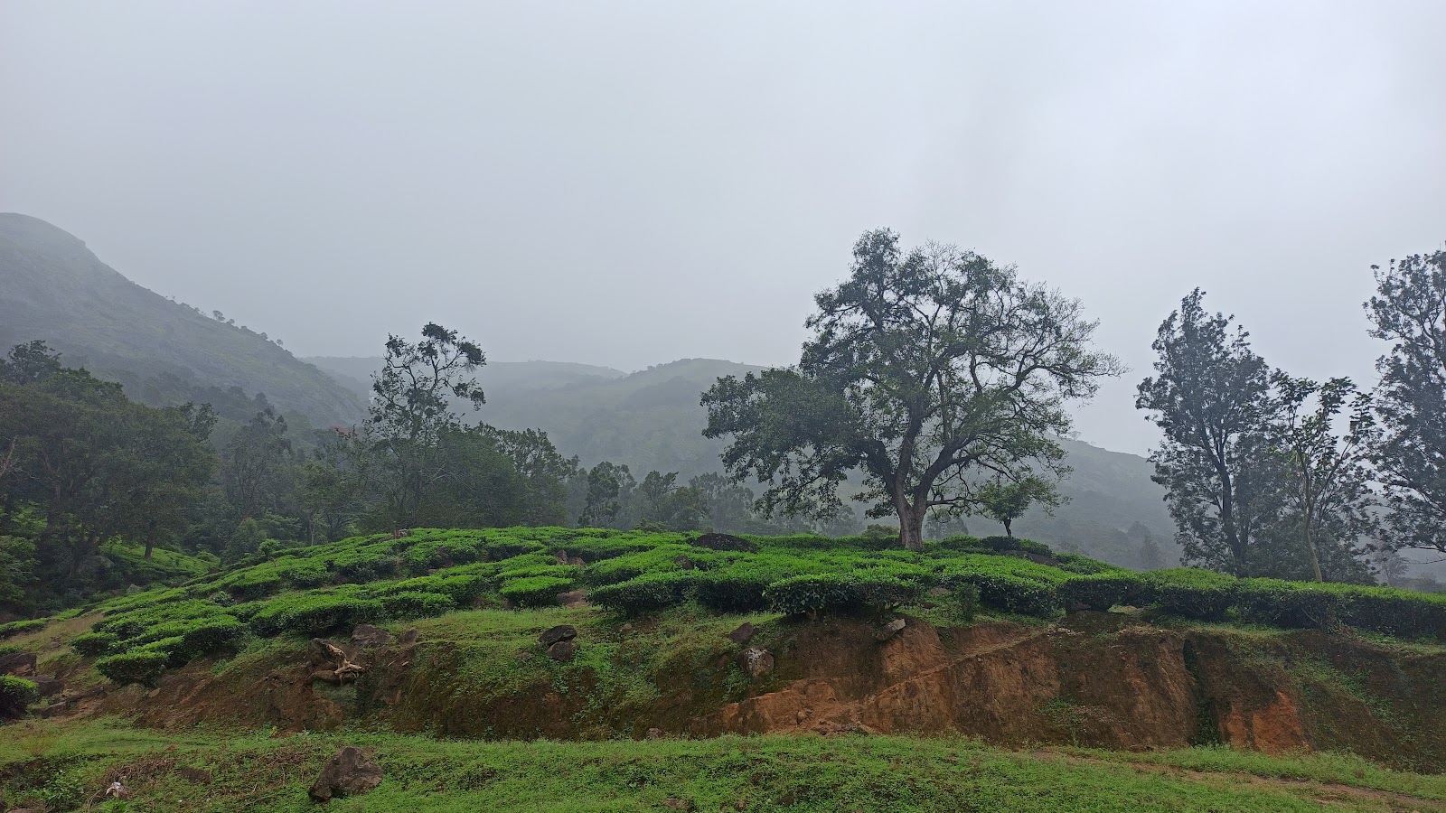 Marayoor Sandalwood Forest