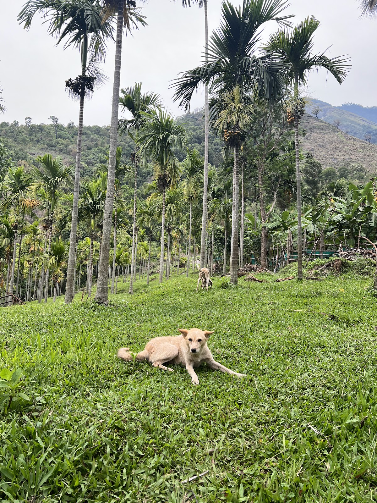 Marayoor Sandalwood Forest
