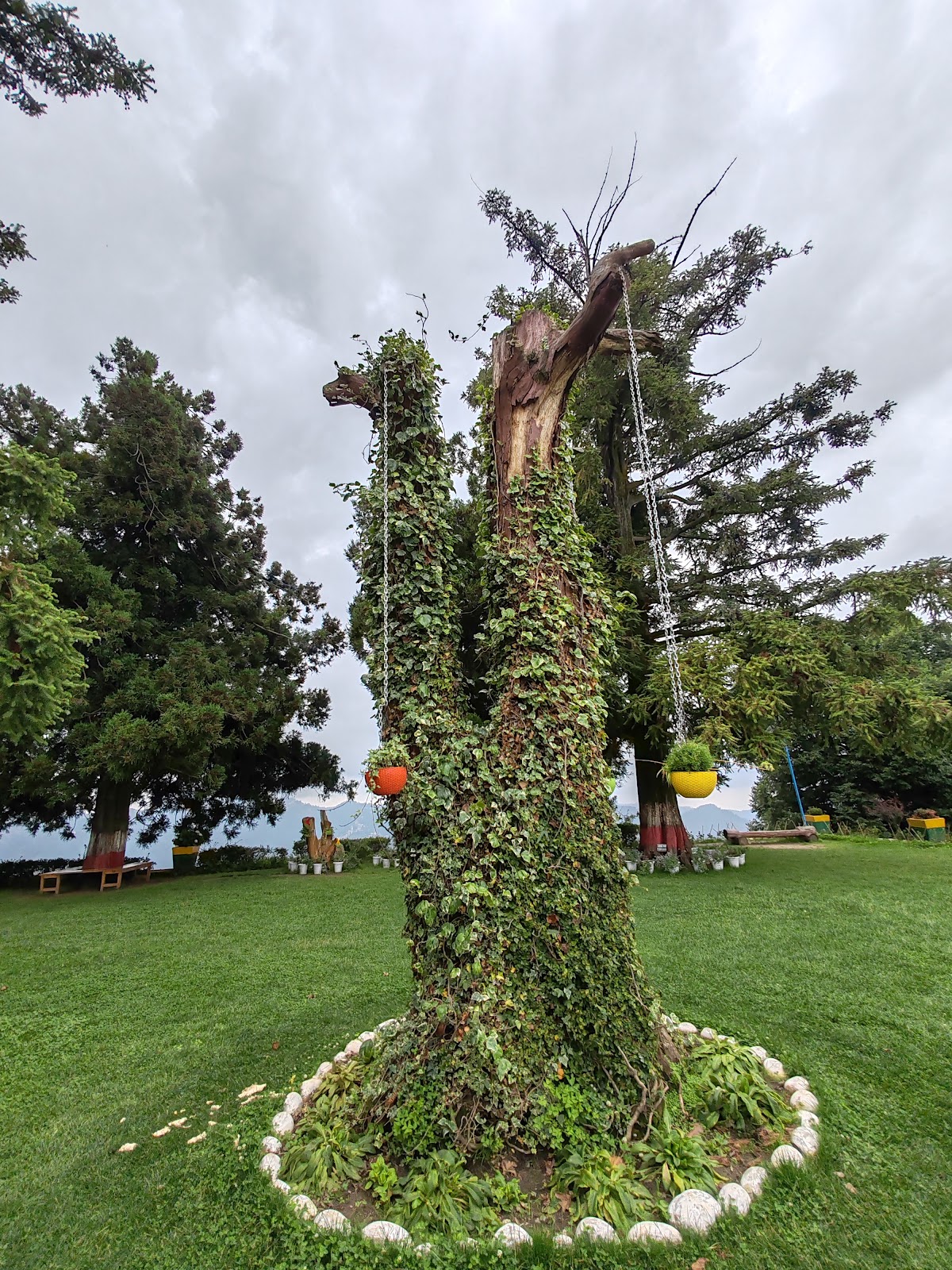 Mashobra Apple Orchard