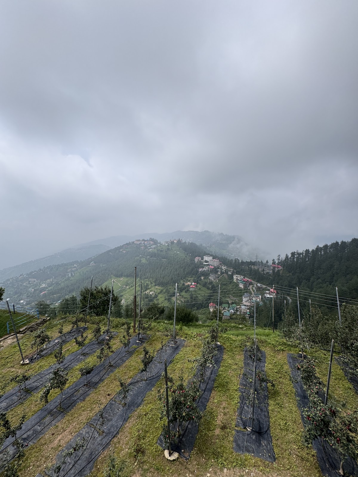 Mashobra Apple Orchard
