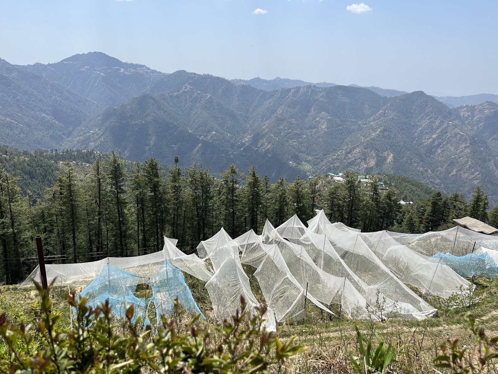 Mashobra Apple Orchard