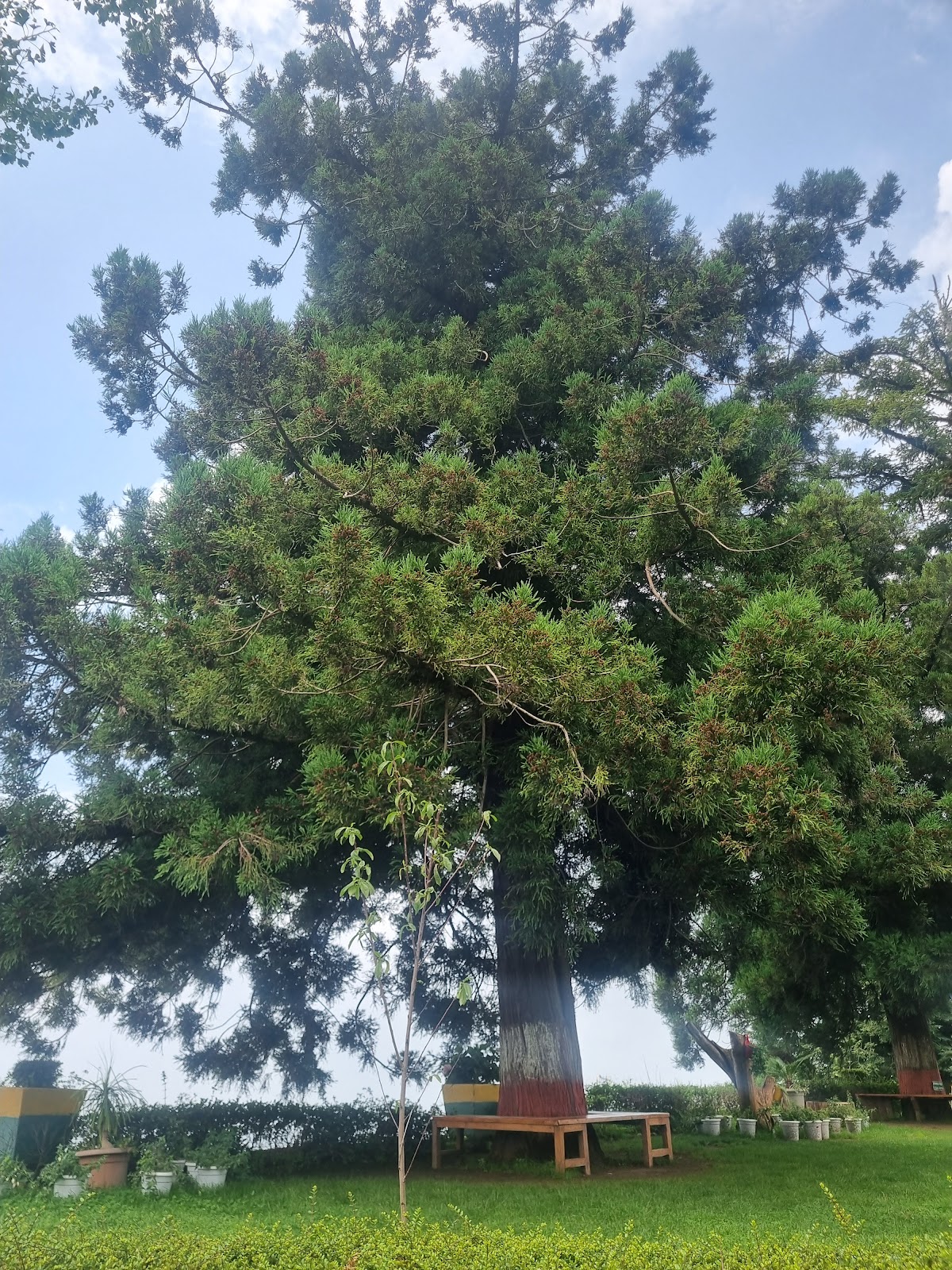 Mashobra Apple Orchard