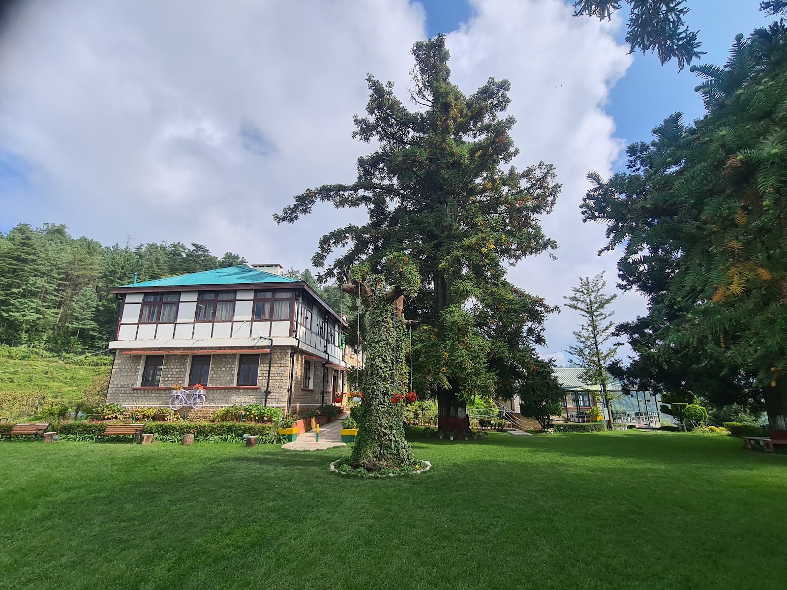 Mashobra Apple Orchard