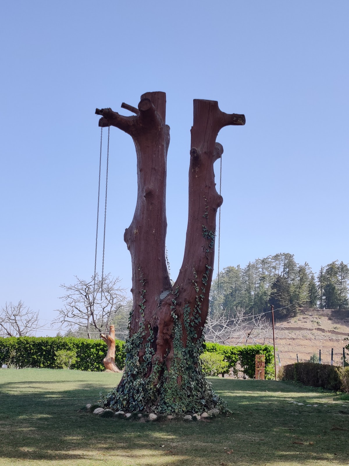 Mashobra Apple Orchard