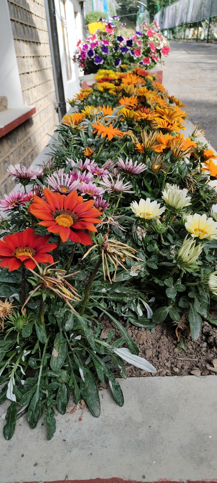 Mashobra Apple Orchard