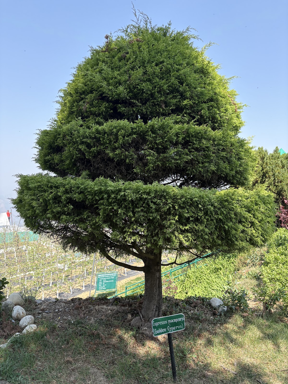Mashobra Apple Orchard