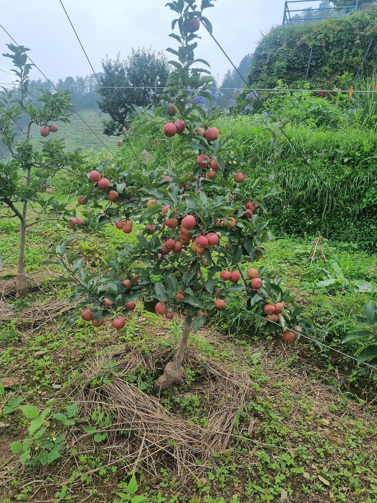 Mashobra Apple Orchard
