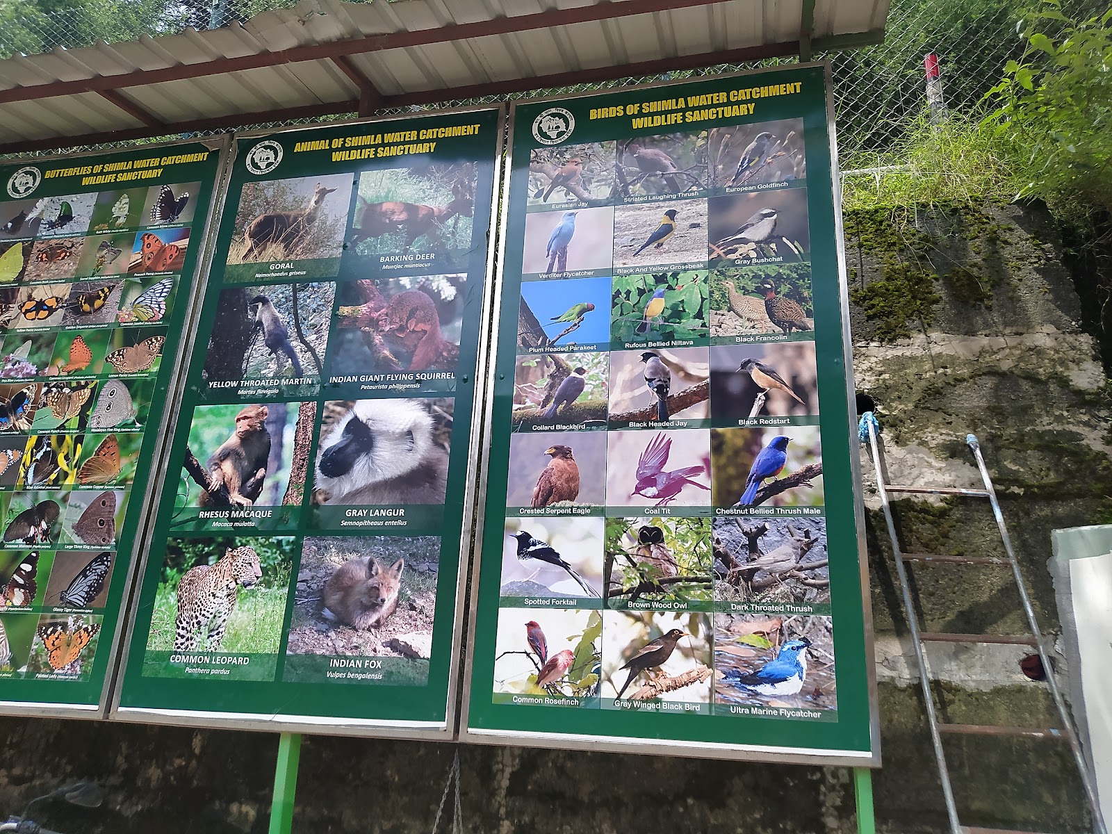 Mashobra Wildlife Sanctuary