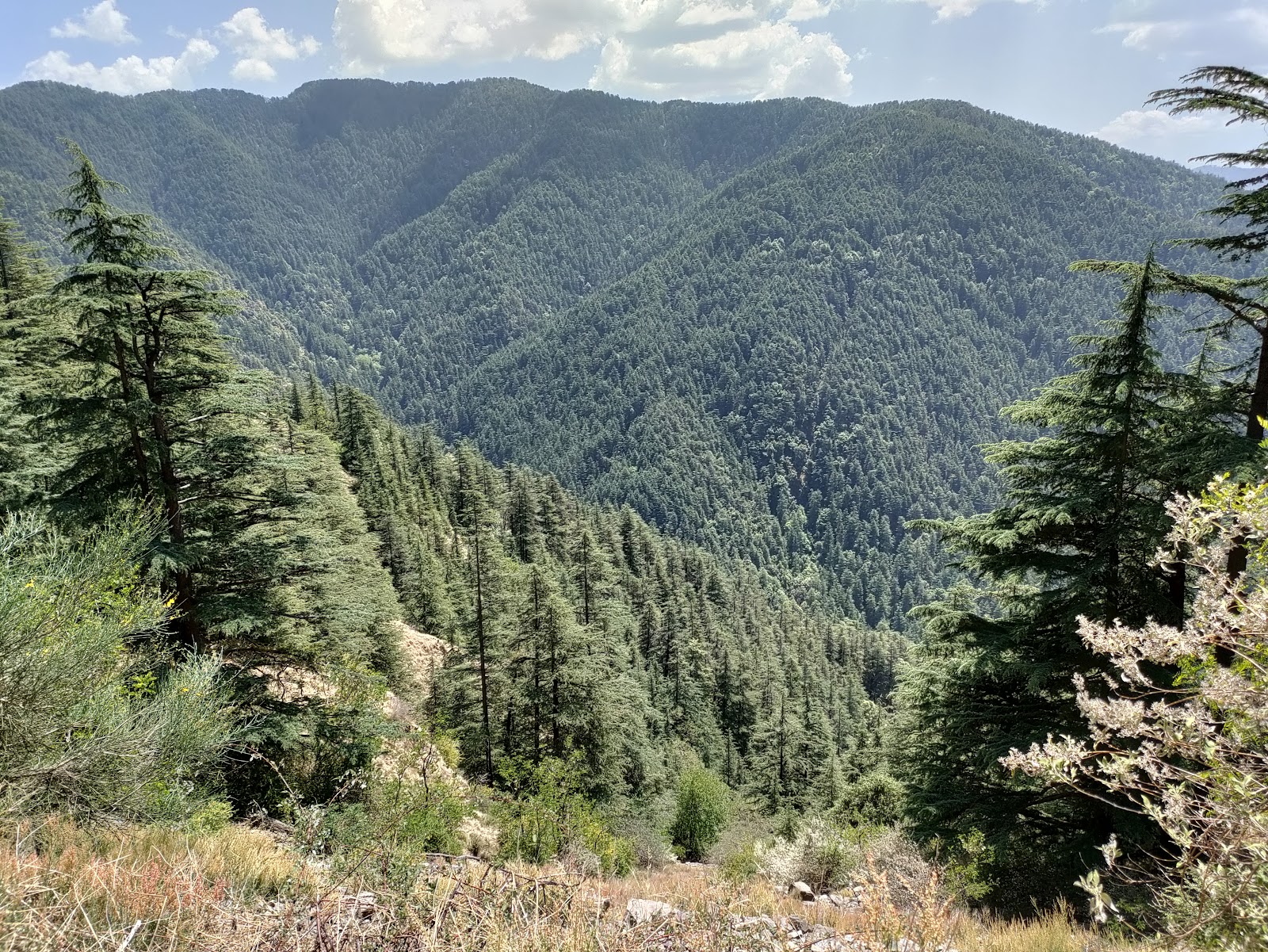 Mashobra Wildlife Sanctuary