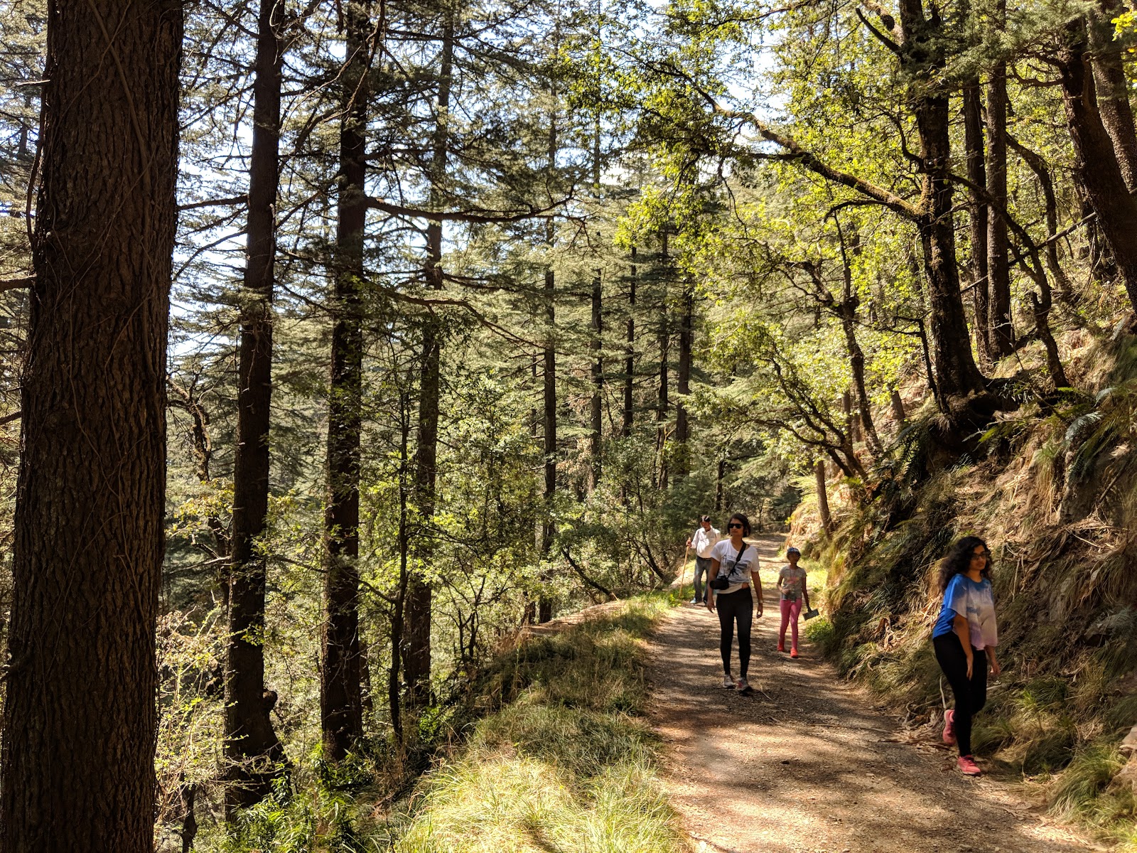 Mashobra Wildlife Sanctuary