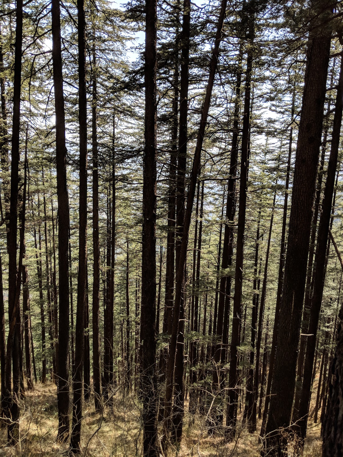 Mashobra Wildlife Sanctuary