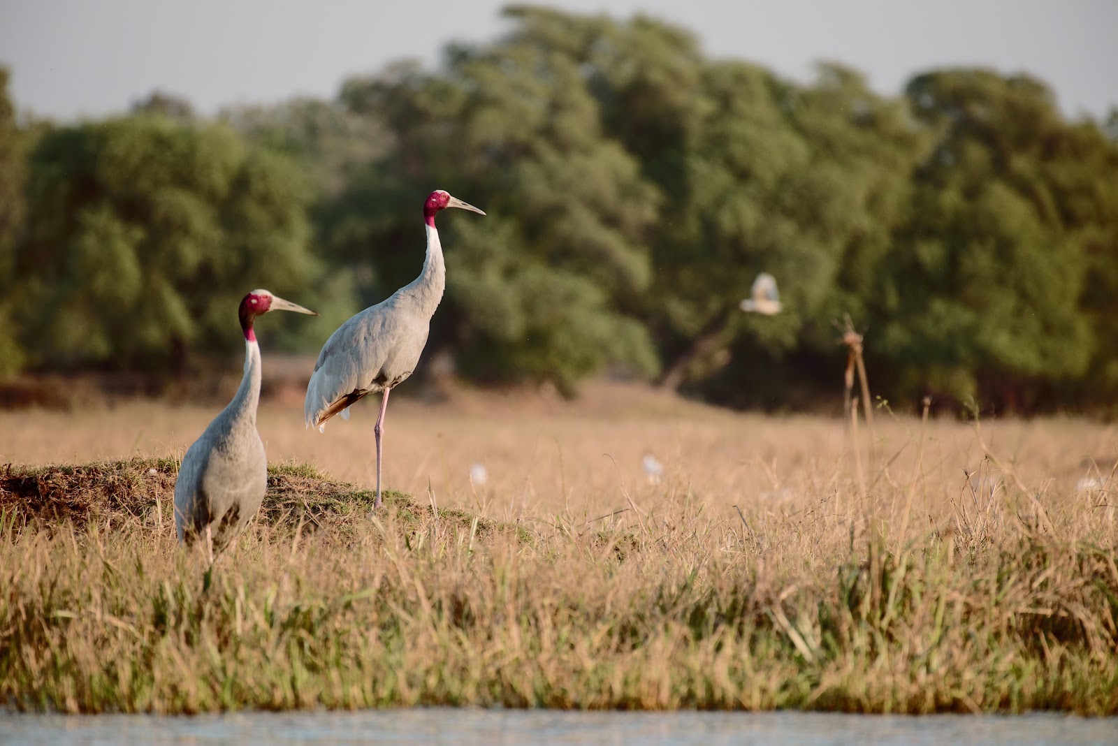 Keoladeo National Park