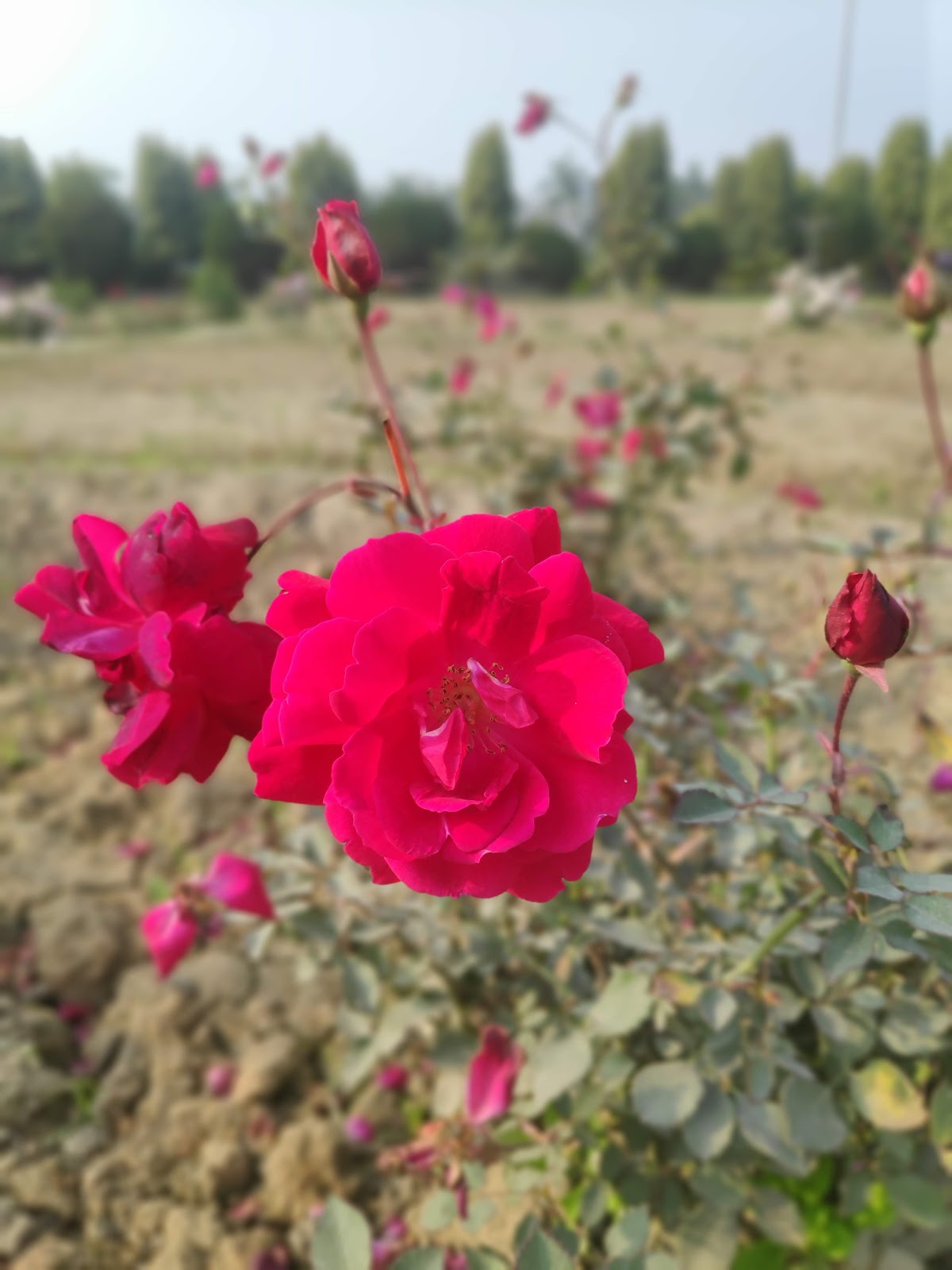 Mau Botanical Garden