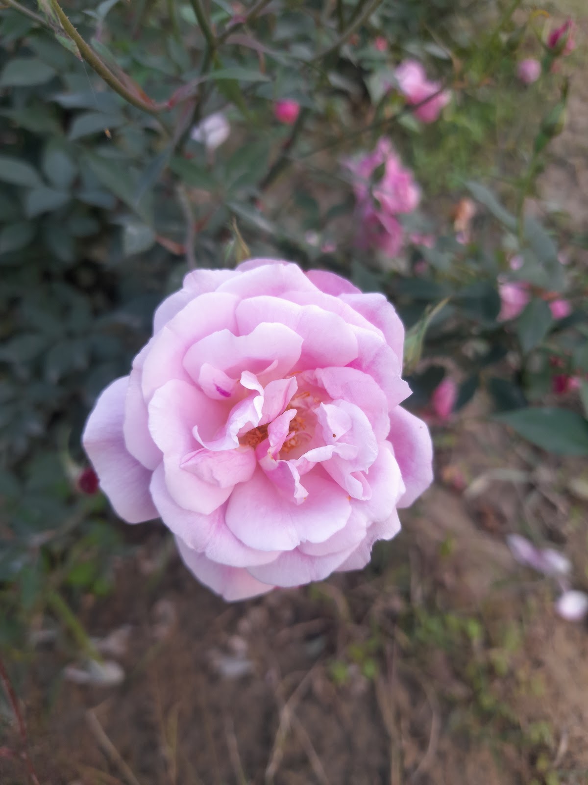 Mau Botanical Garden