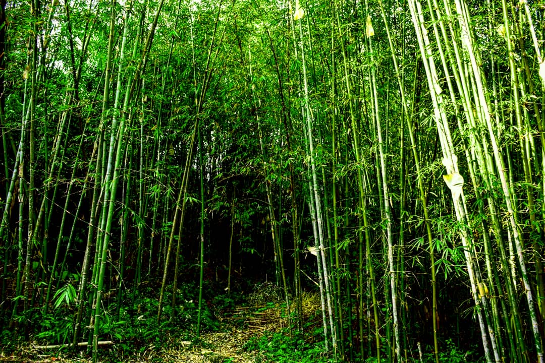 Mawlynnong Village Tour