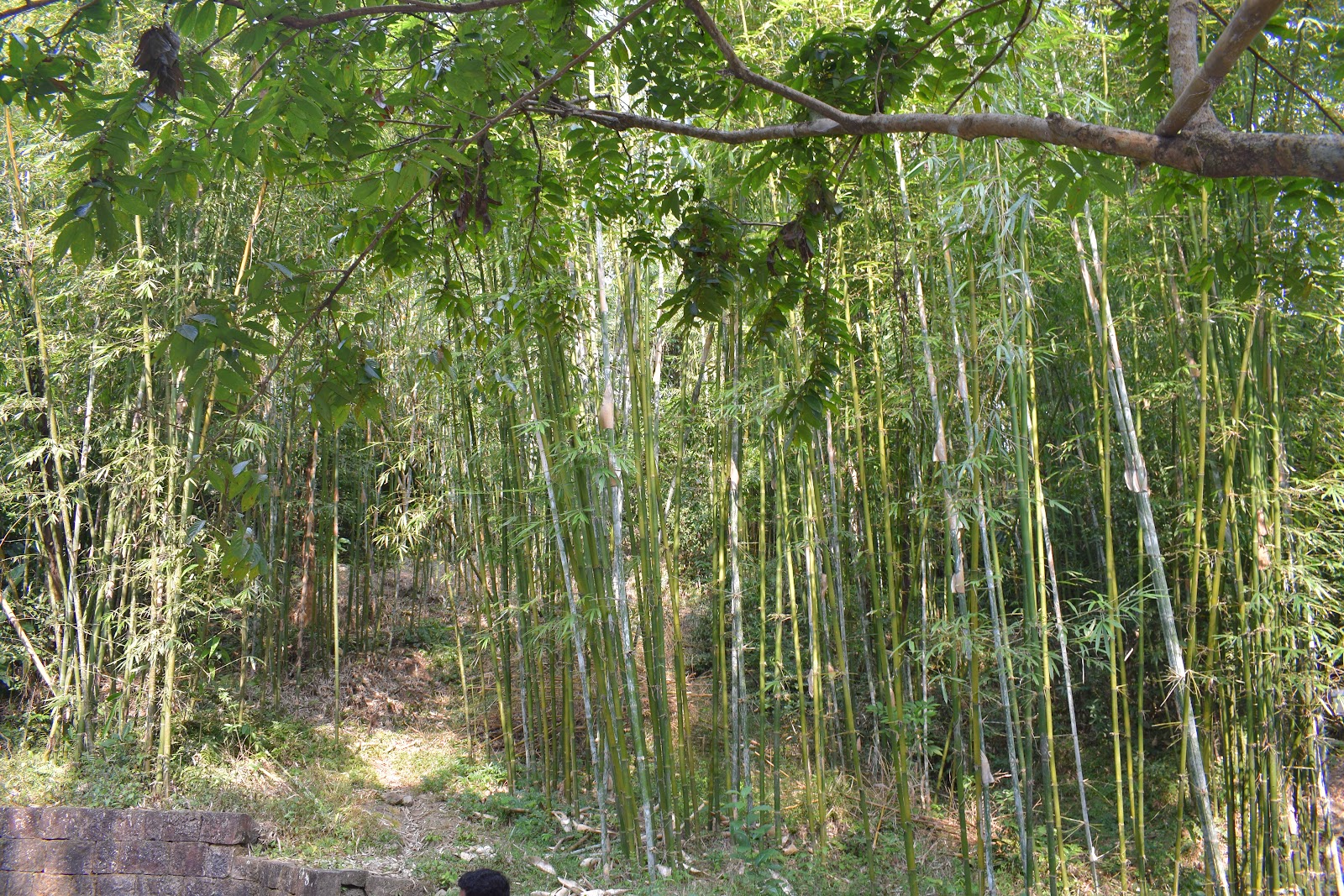 Mawlynnong Waterfall