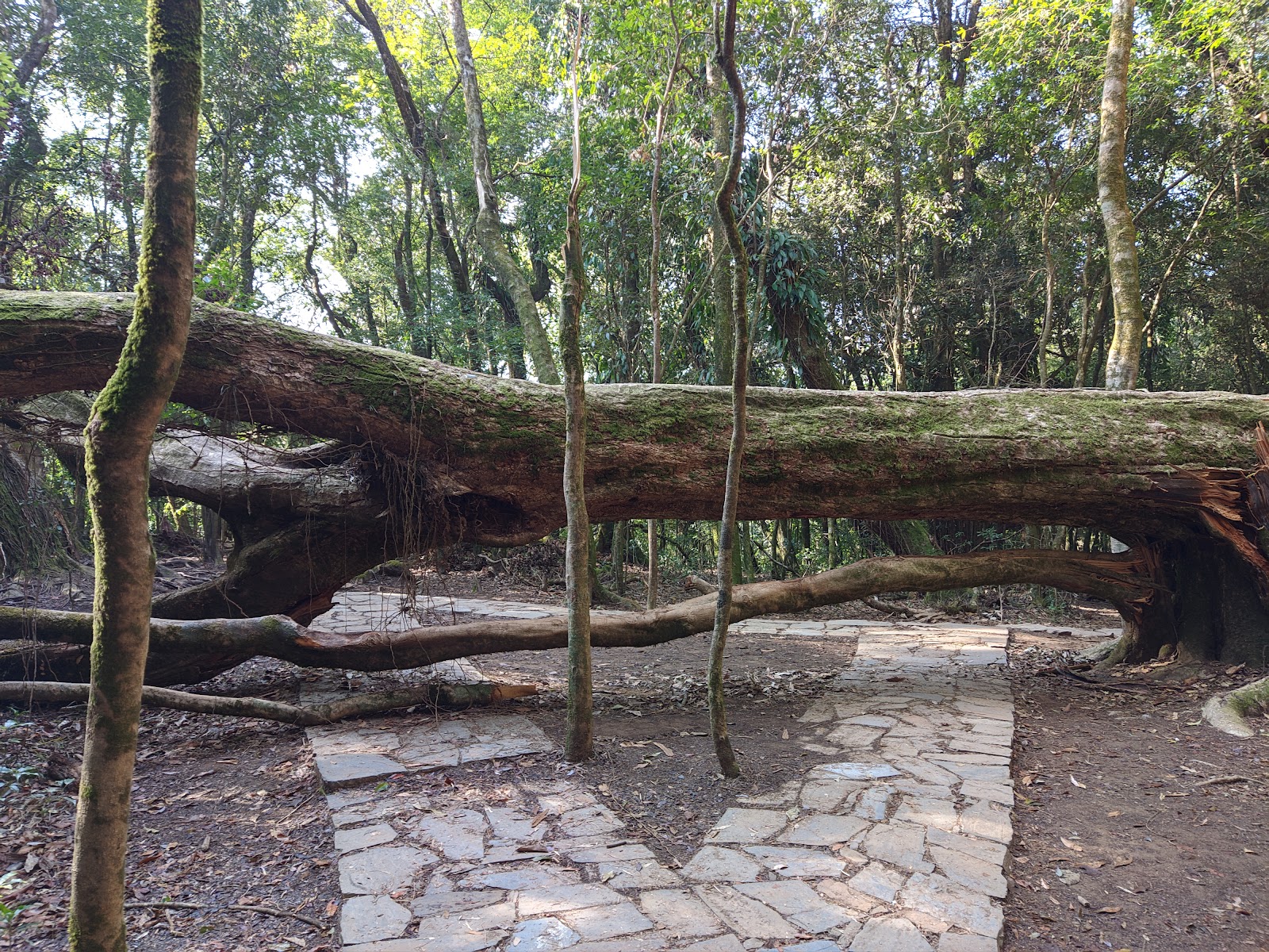 Sacred Forest Interpretation Centre