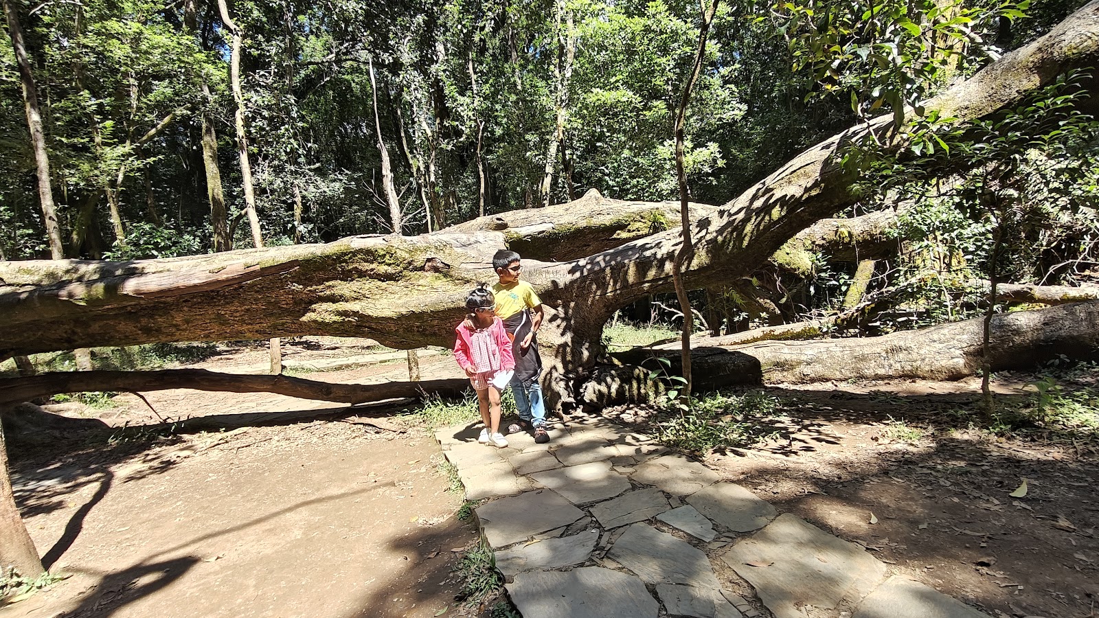 Mawphlang Sacred Grove