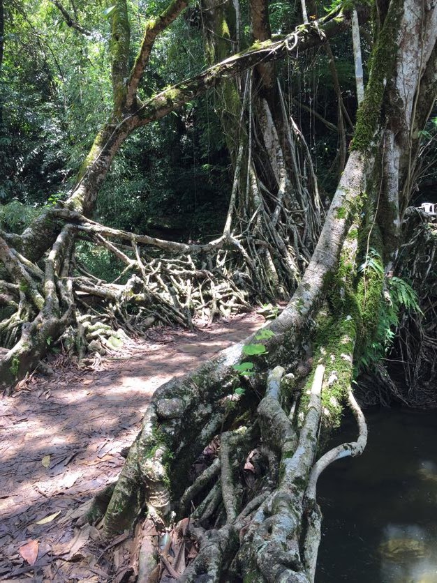 Living Root Bridges