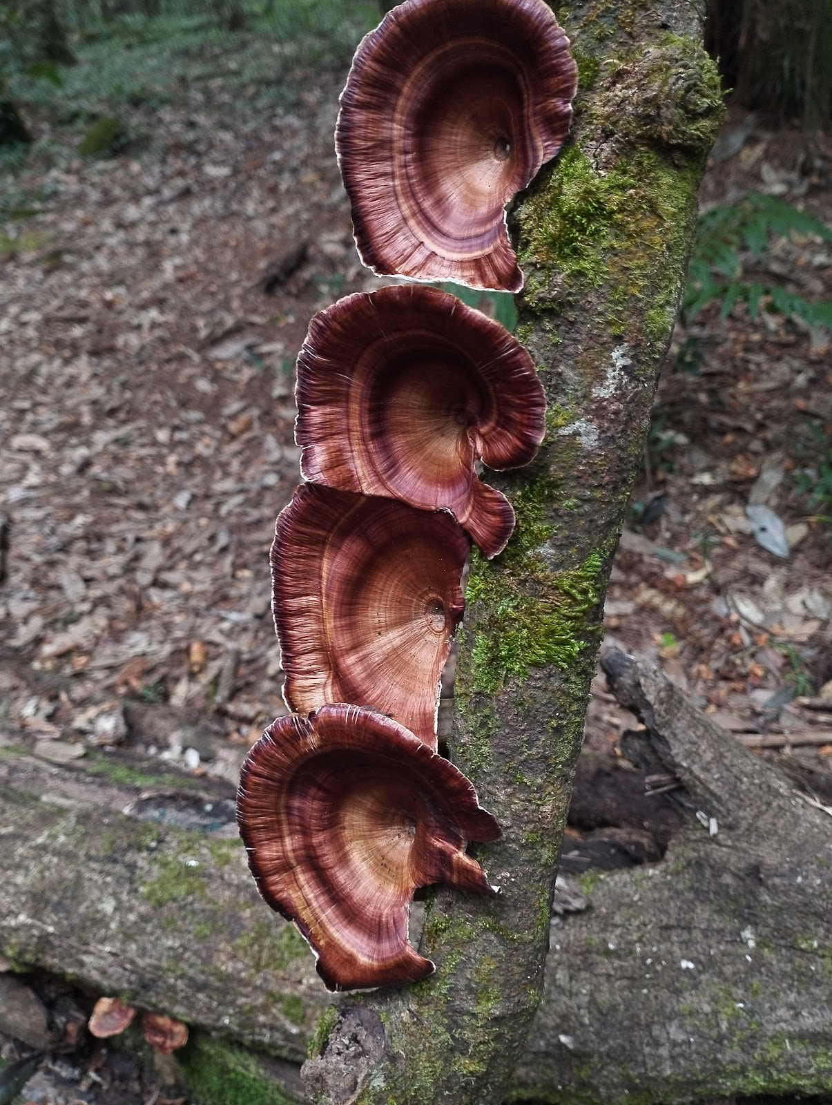 Mawphlang Sacred Forest