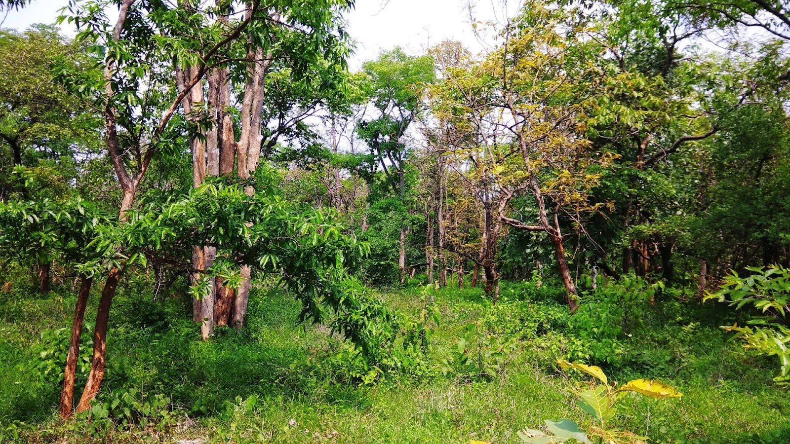 Narsapur Forest