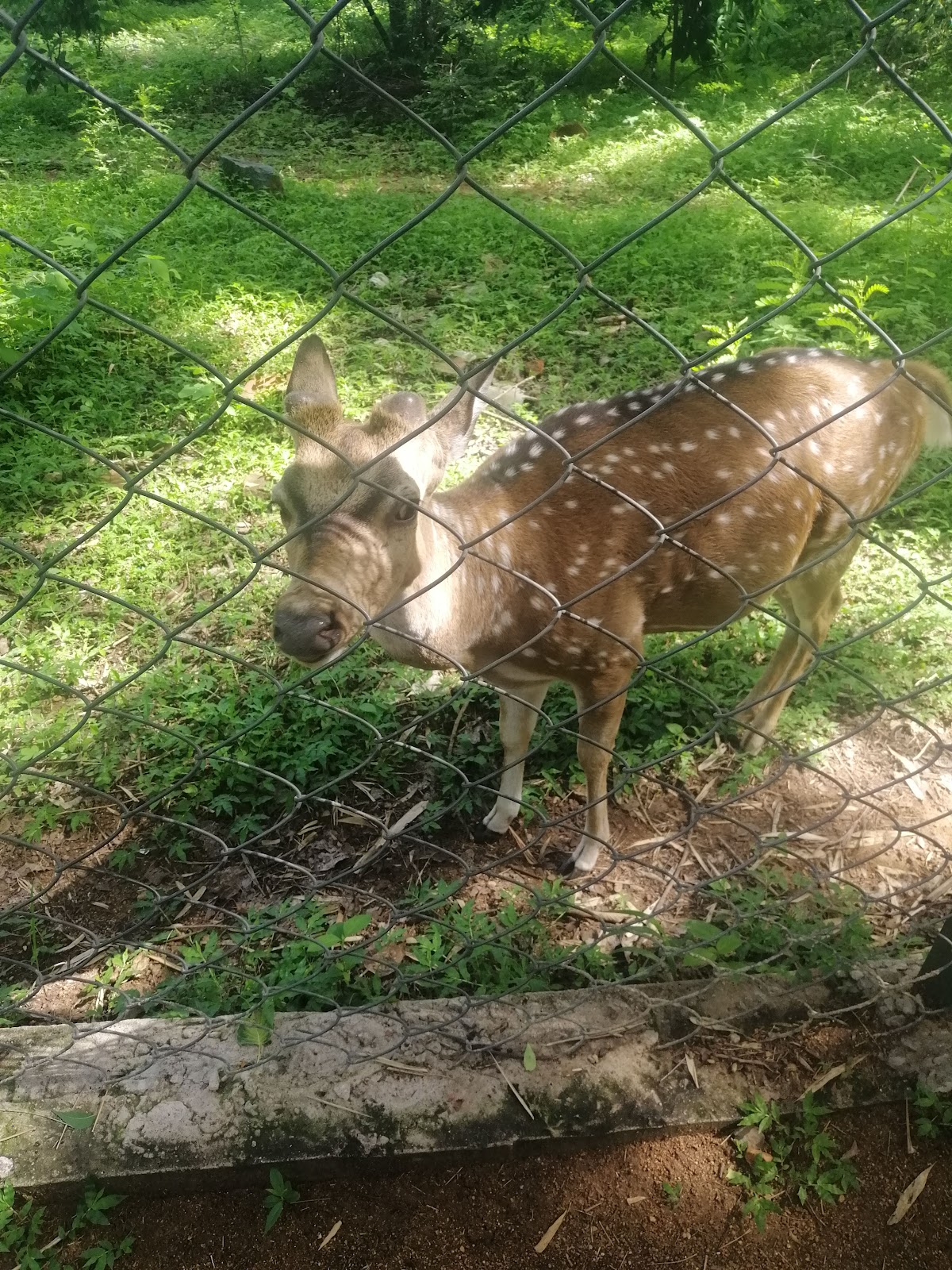 Pocharam Wildlife Sanctuary