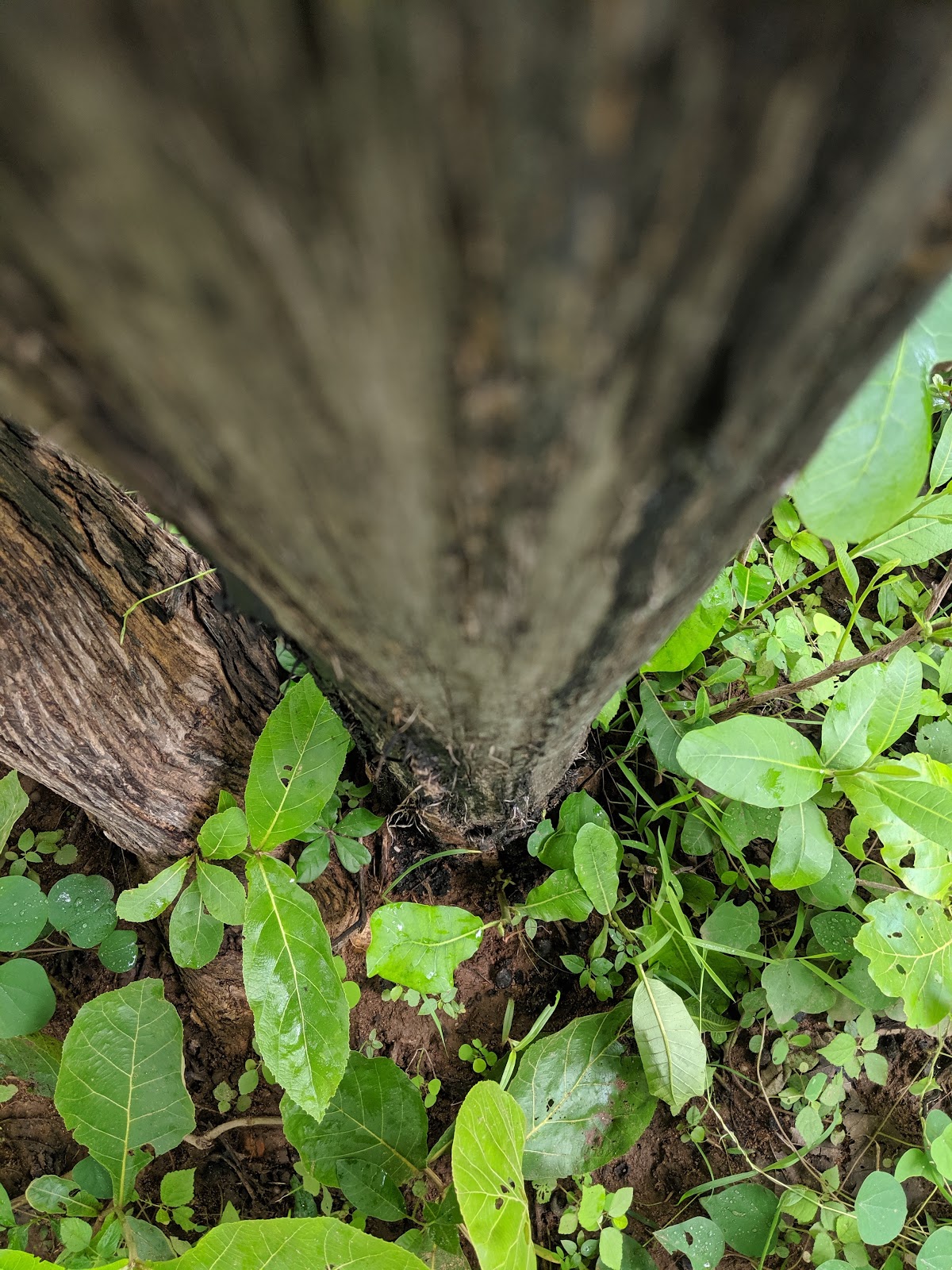 Pocharam Wildlife Sanctuary