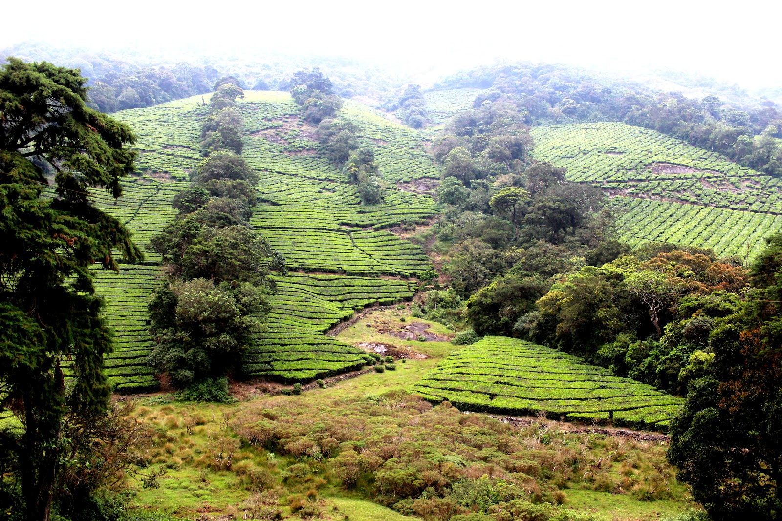 Meghamalai Tea Gardens