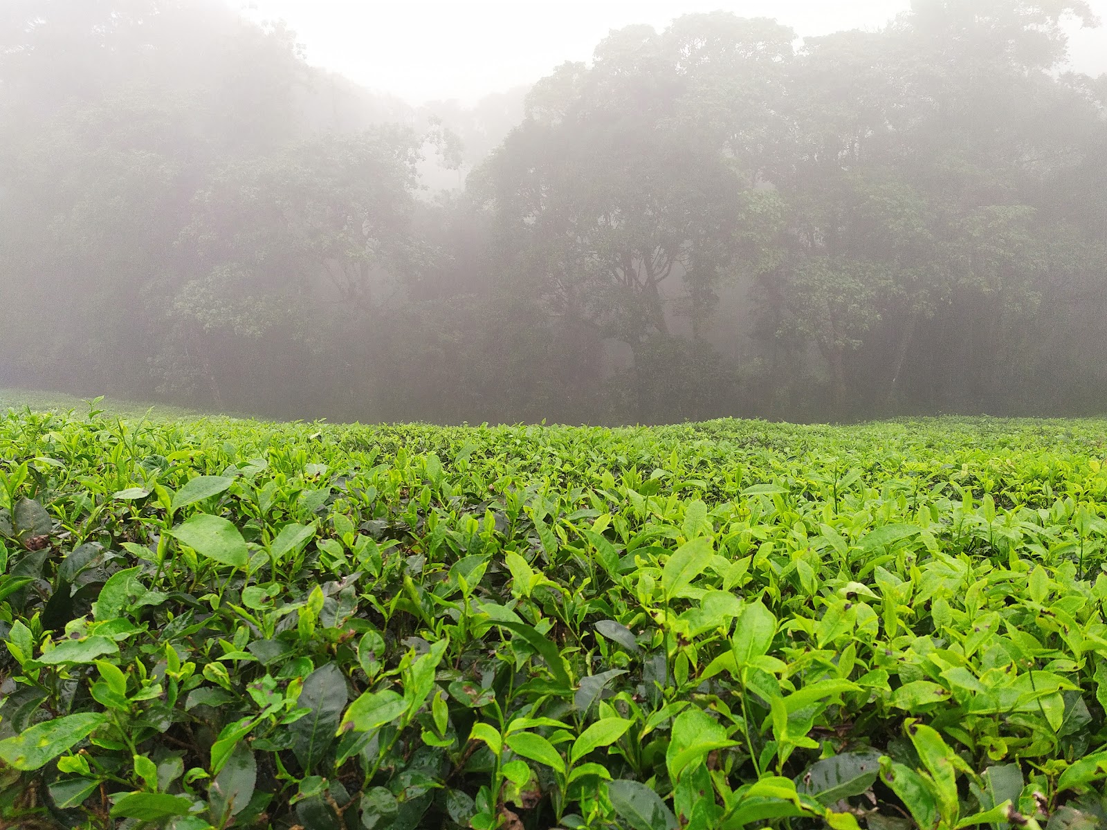 Meghamalai Tea Gardens
