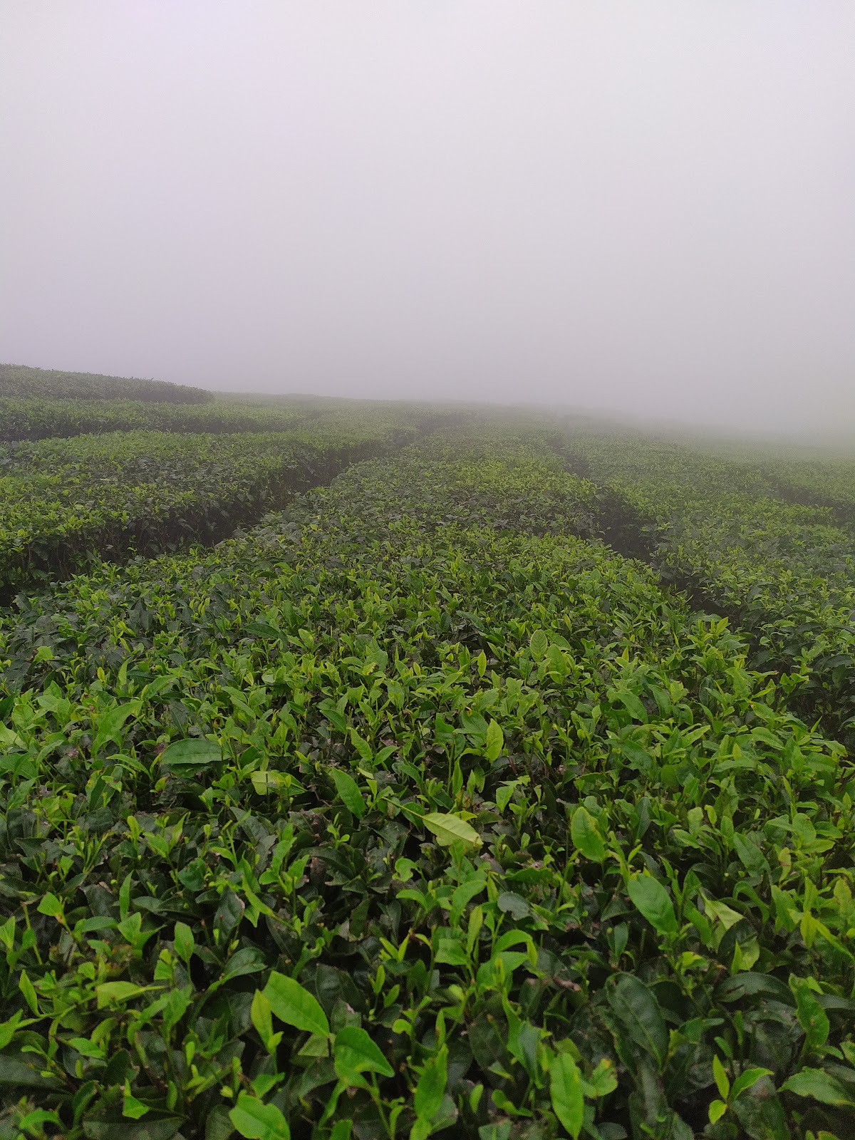 Meghamalai Tea Gardens
