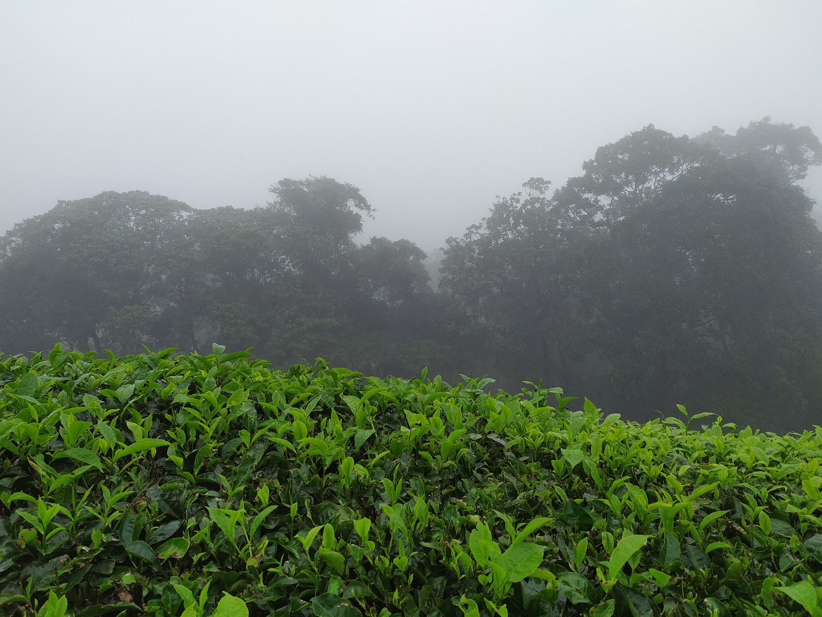 Meghamalai Tea Gardens