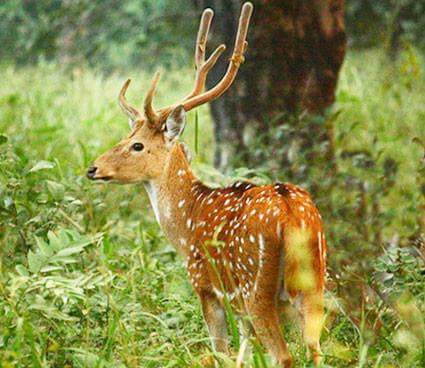Gugamal National Park