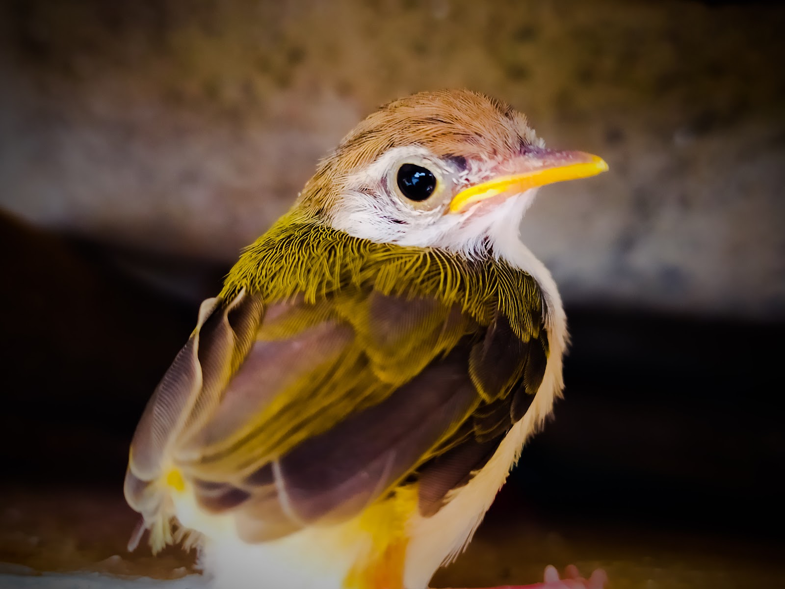 Gugamal National Park