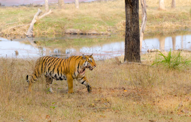 Gugamal National Park