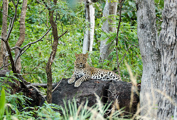 Gugamal National Park