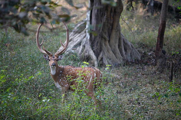 Gugamal National Park