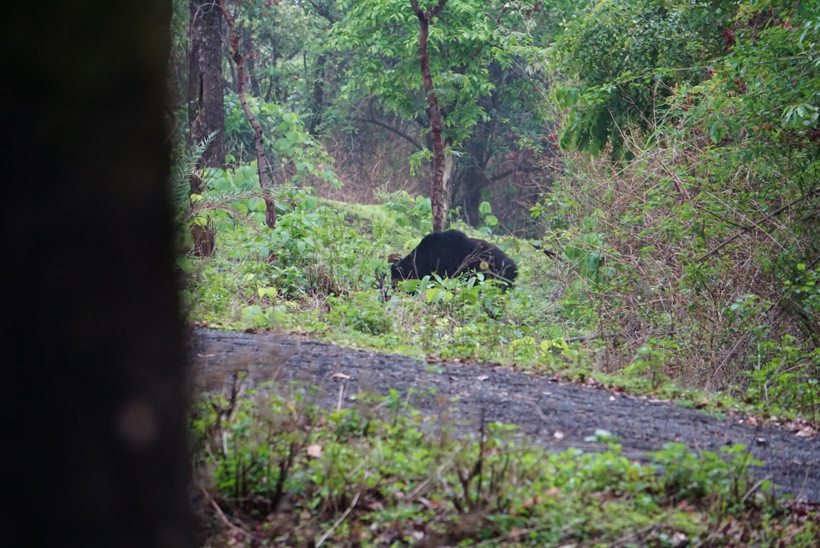 Local Tribal Villages