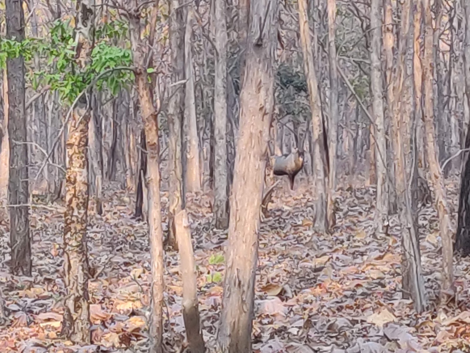 Tipeshwar Wildlife Sanctuary