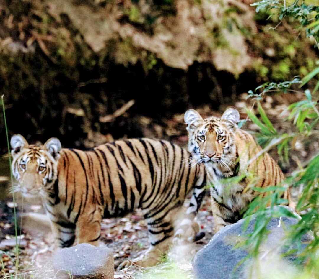 Tipeshwar Wildlife Sanctuary