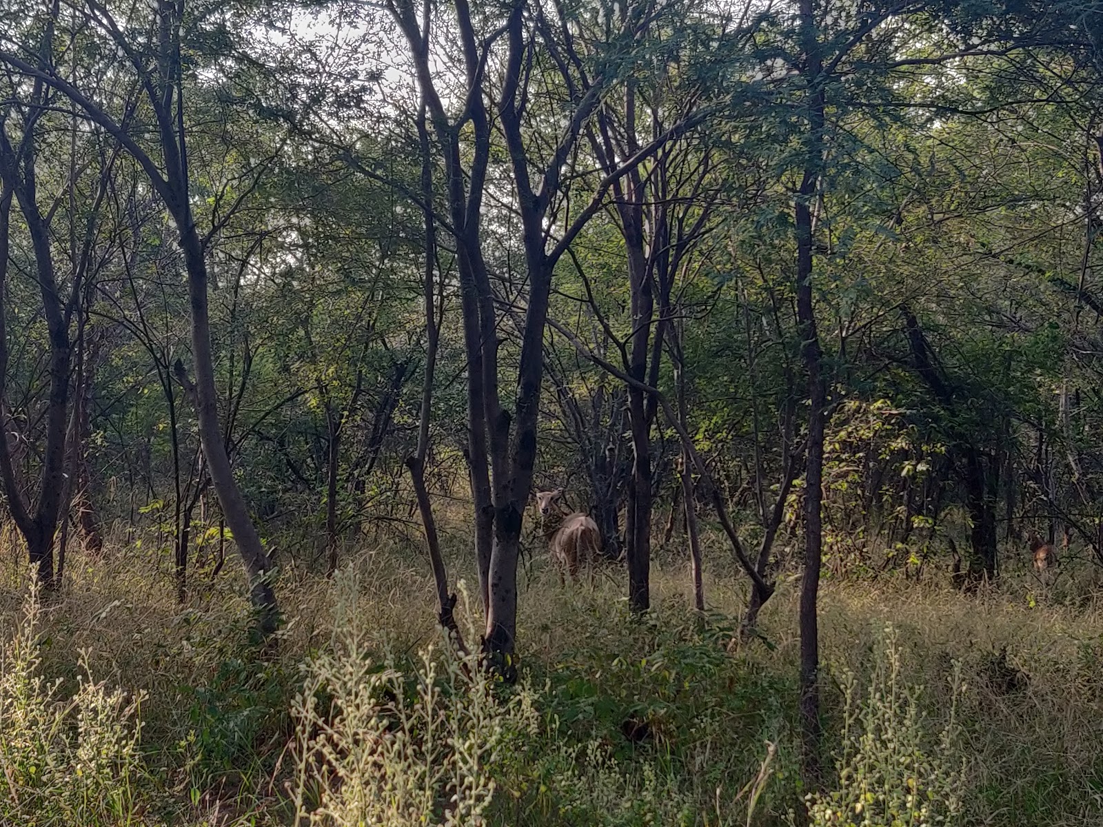 Bassi Wildlife Sanctuary