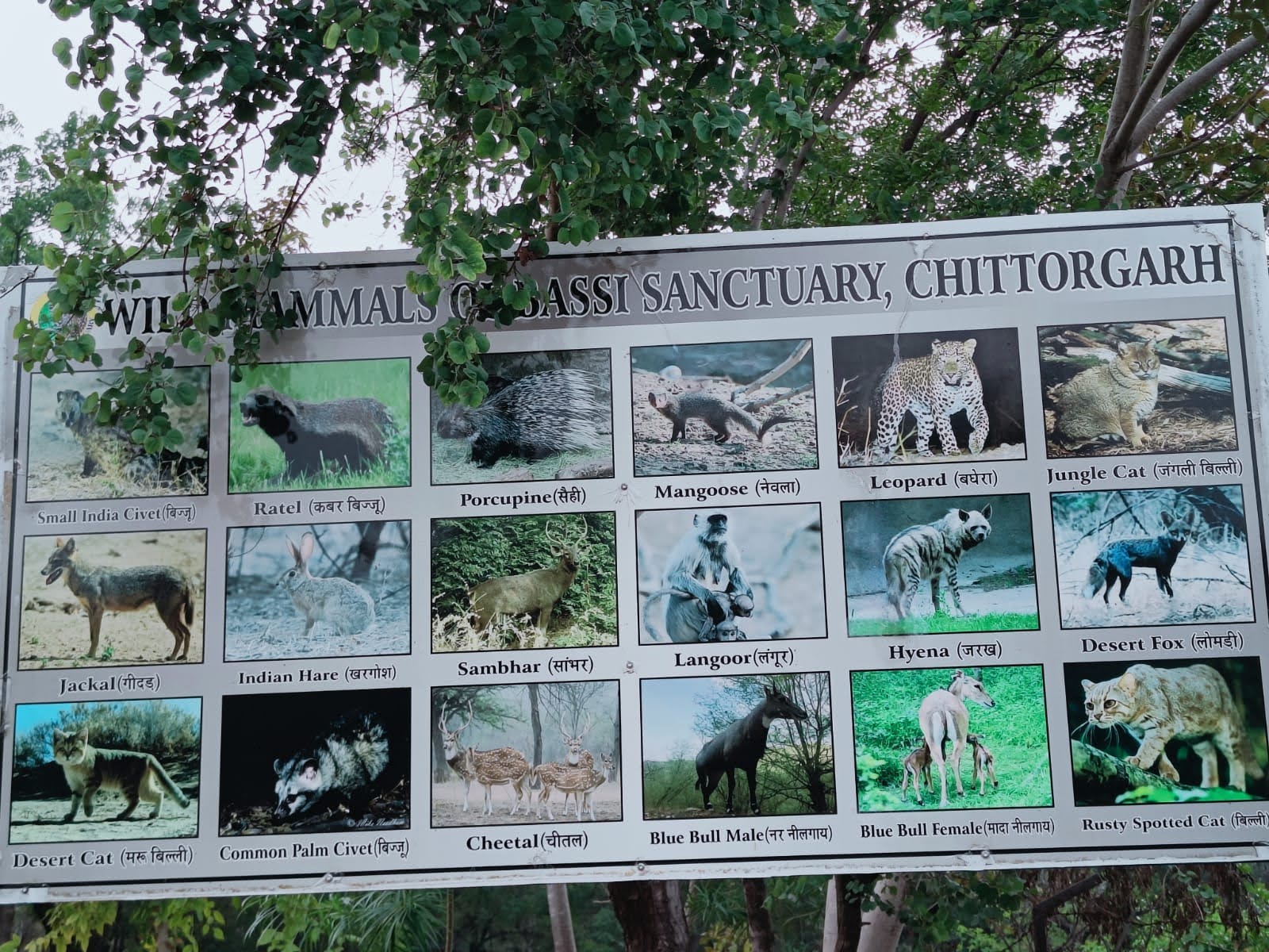 Bassi Wildlife Sanctuary