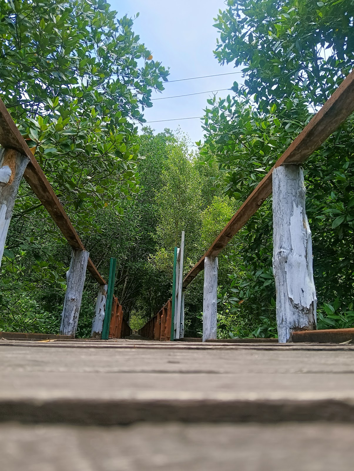 Middle Andaman Mangrove Creeks