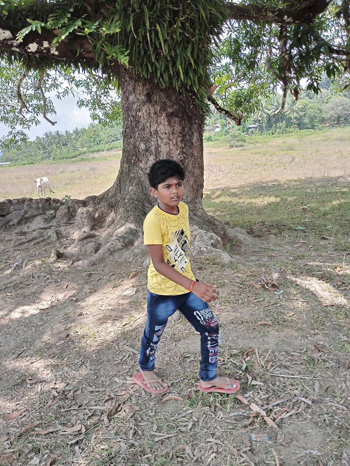 Middle Andaman Mangrove Creeks