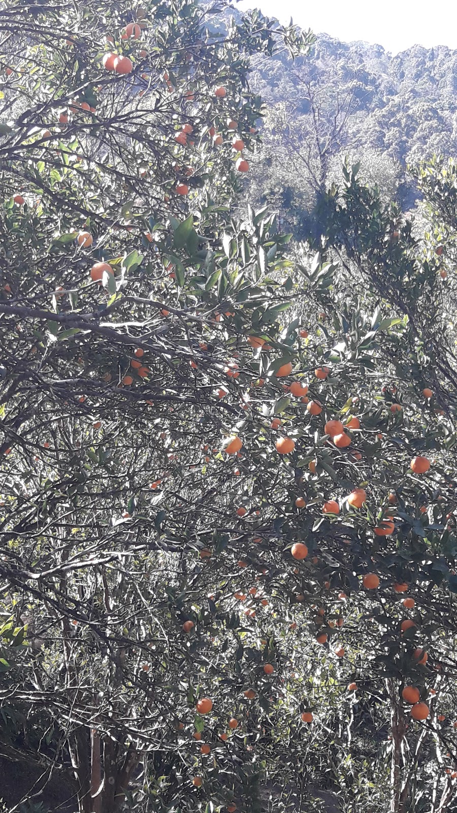 Orange Orchards
