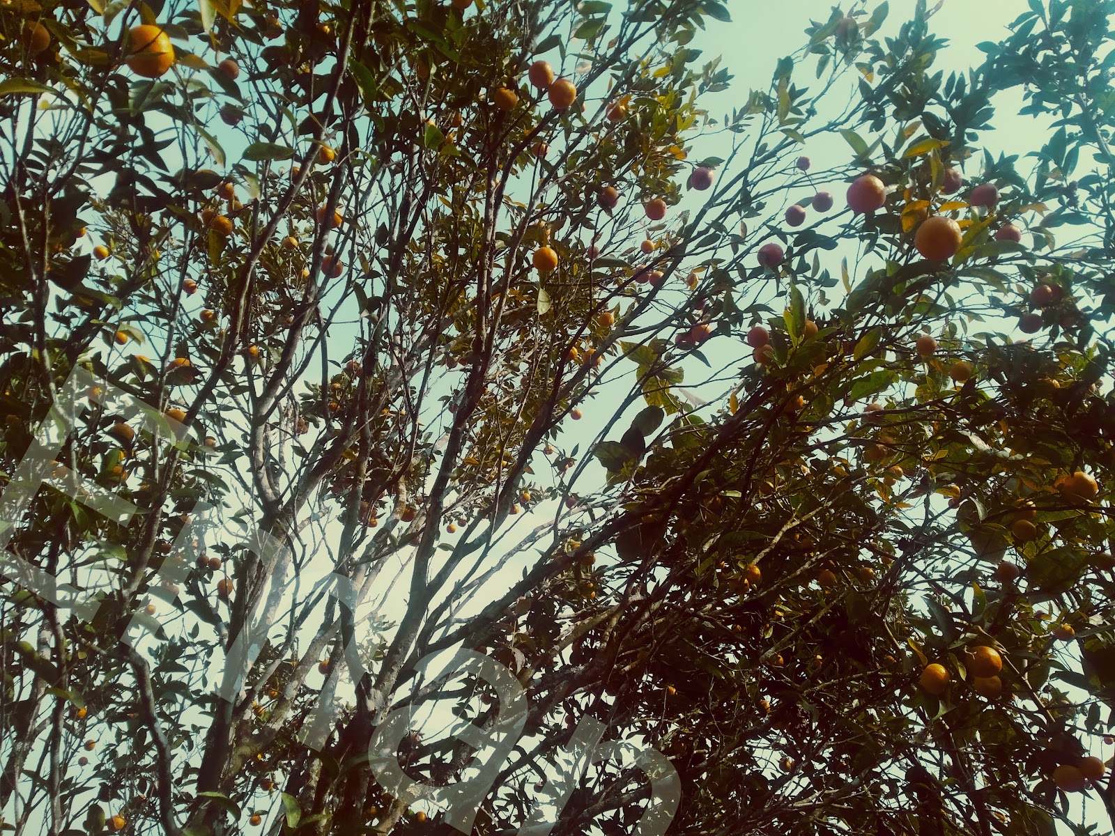 Orange Orchards