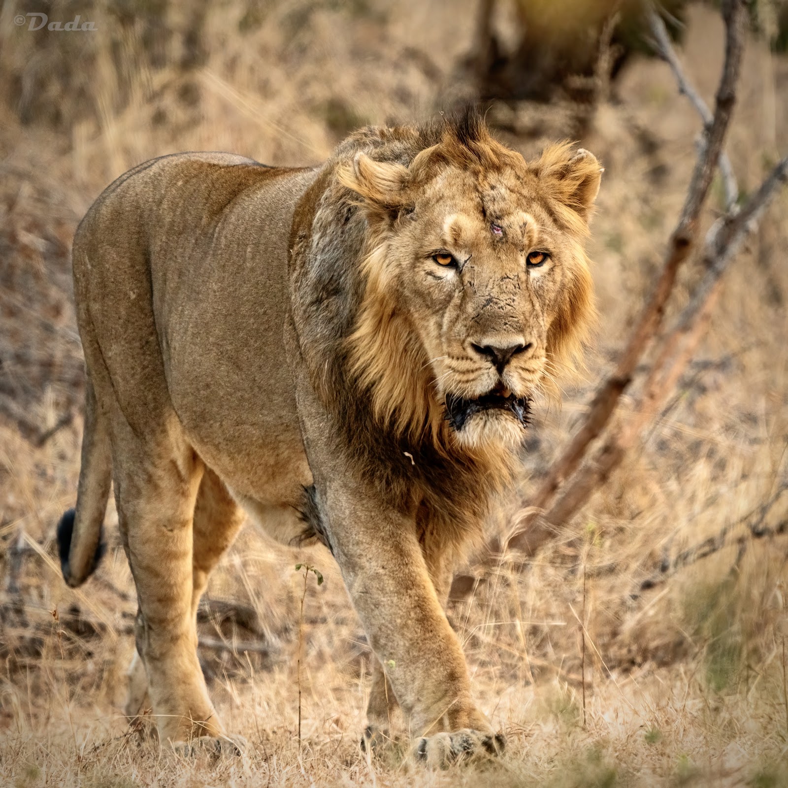 Gir National Park