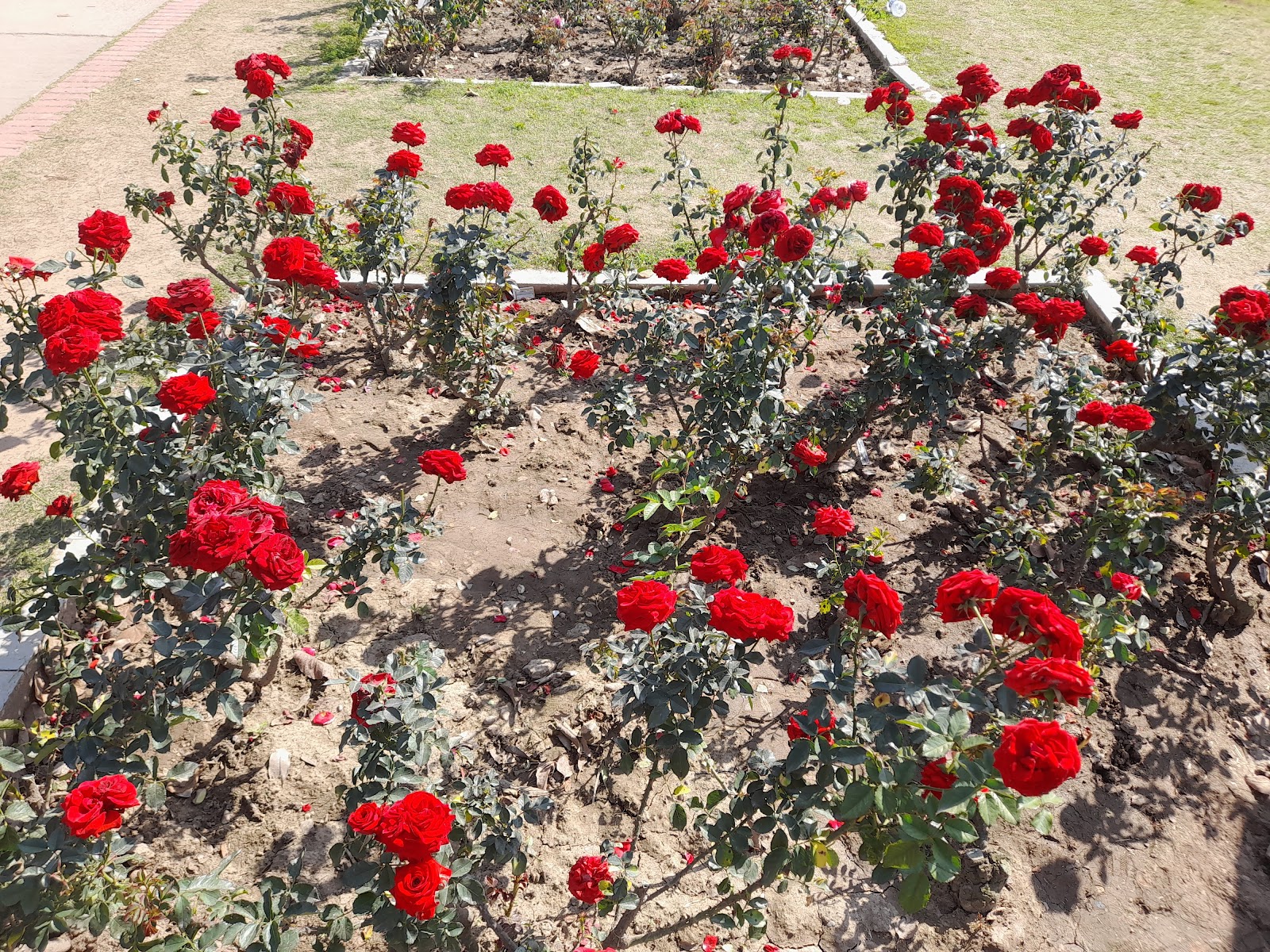 Rose Garden